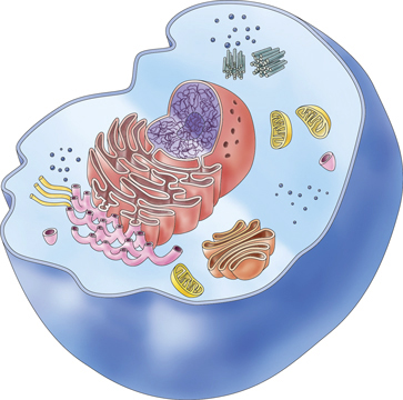 cell