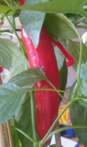 paprika